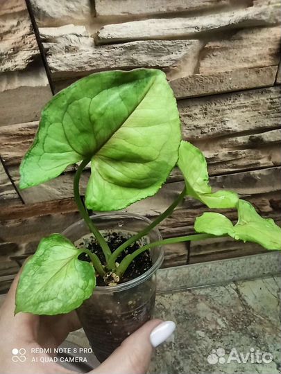 Синги набором