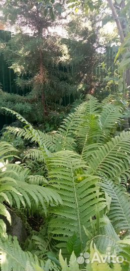 Папоротник