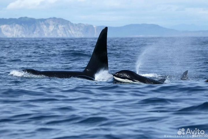 Морские прогулки на катере