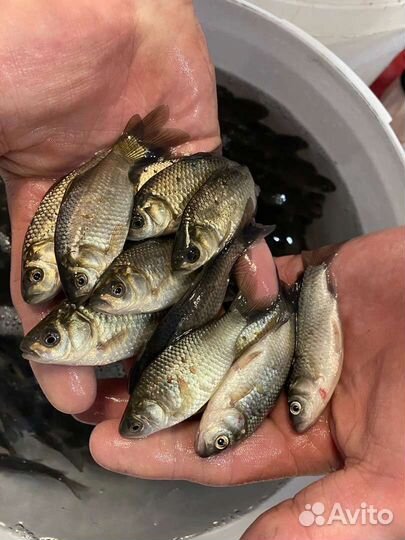 Карась живец