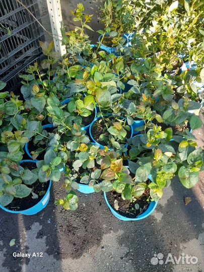 Голубика саженцы