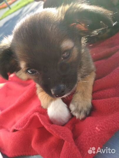 Щенки чихуахуа