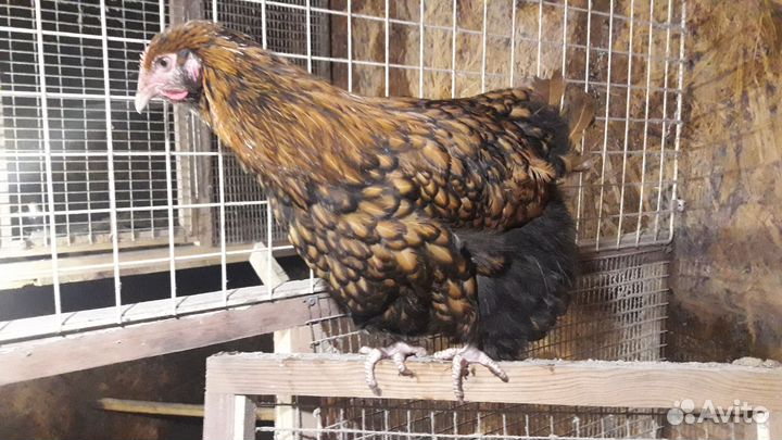 Индюшата кавказкая бронзовая