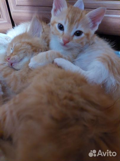 Рыжая кошечка