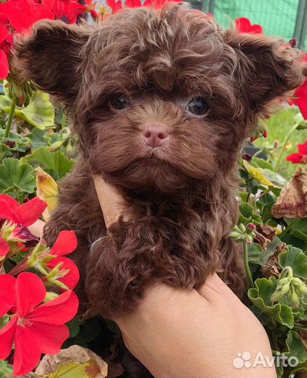 Мальтипу maltipoo teddy taecap