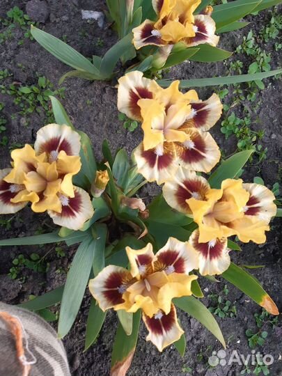 Ирисы карликовые