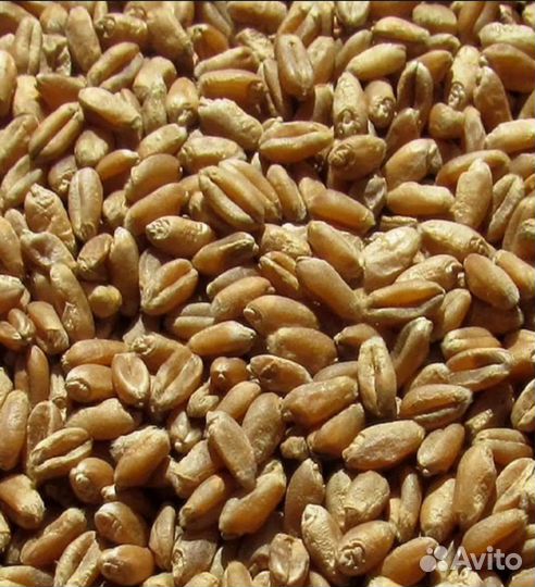 Пшеница в мешках