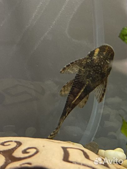 Сомики анциструсы