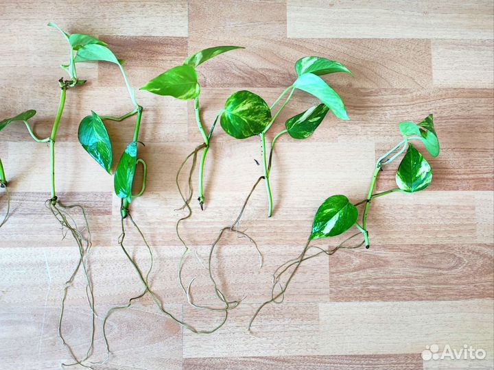 Сциндапсус эпипремнум золотистый