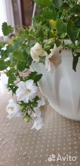 Кампанула- жених, невеста, любовник