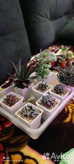 Суккуленты набор