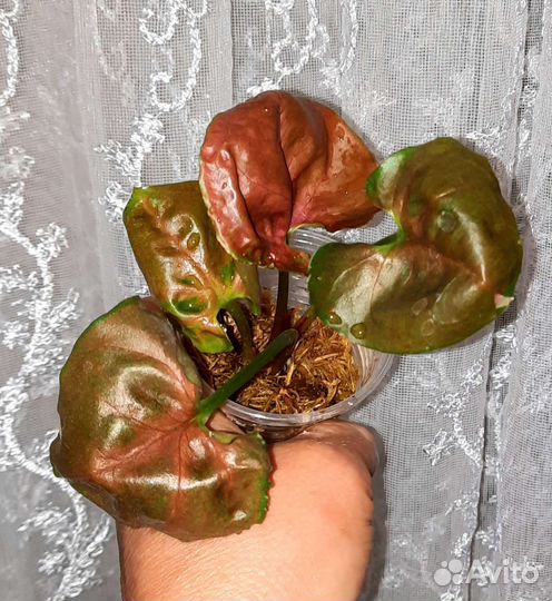 Сингониумы