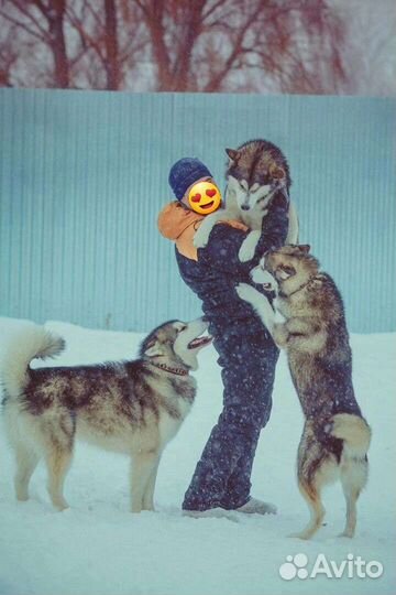 Аляскинские маламуты в семью
