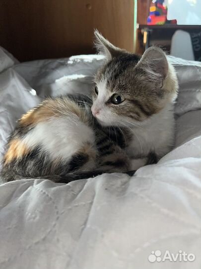 Бесплатные котята