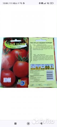 Рассада помидор