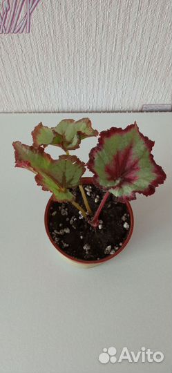 Фикус Лирата Бомбино черенки.Бегония сортовая
