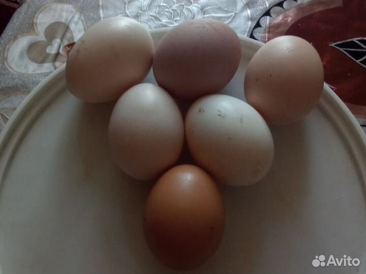 Яйцо куриное