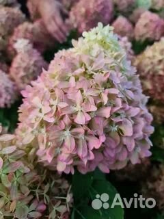 Новинки 2023 года. Гортензии бонфайр и пиксио