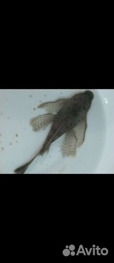 Анциструс L-144. Вуалевый самцы(стрекоза) простой