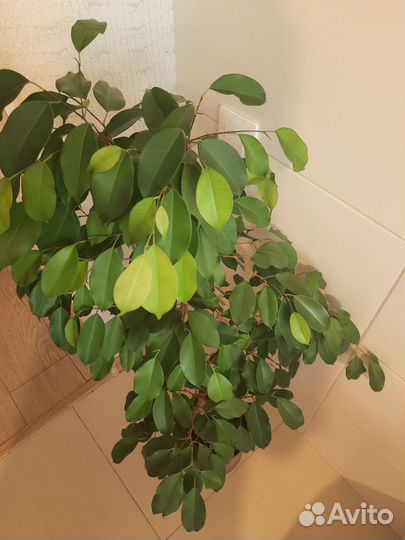 Фикус бенджамина