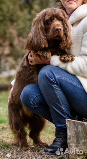 Щенки суссекс спаниеля