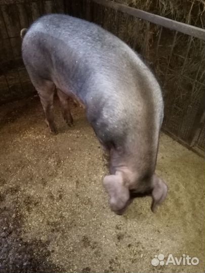 Свиньи дюрок