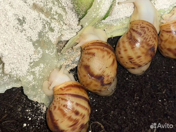 Улитки лимки/овумы/суту/ретики