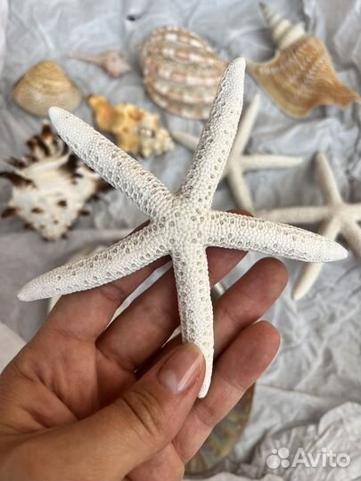 Набор ракушек