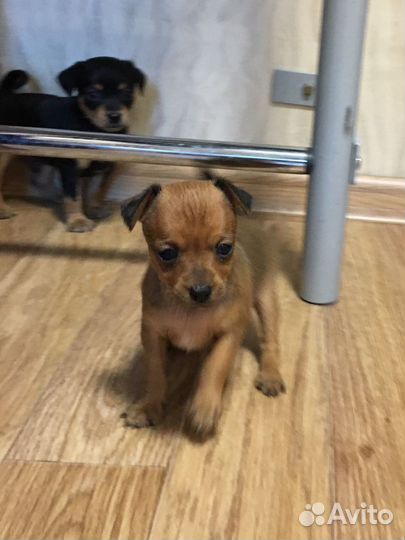 Той-терьер щенок девочка