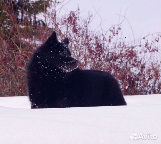 Схипперке (шипперке)