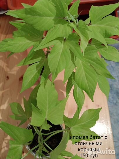 Ипомея батат