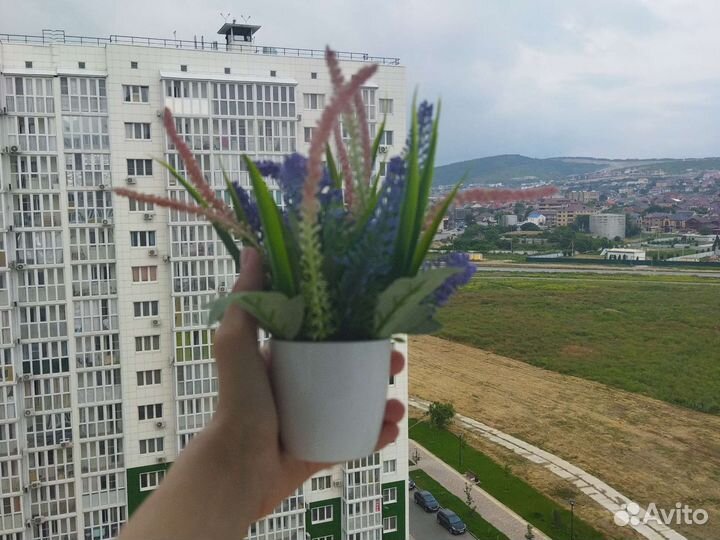 Декоративная лаванда