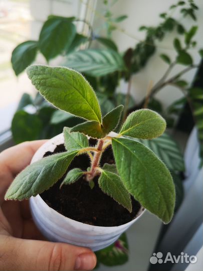 Комнатные растения