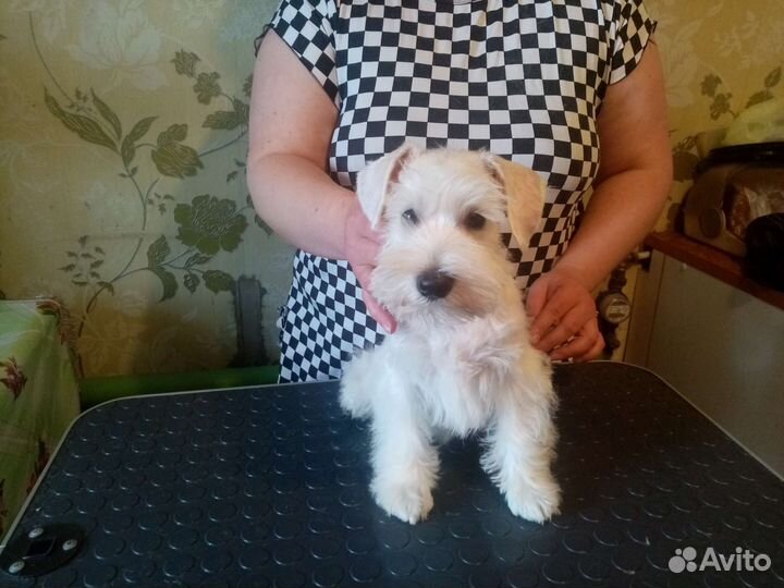 Цвергшнауцер белый