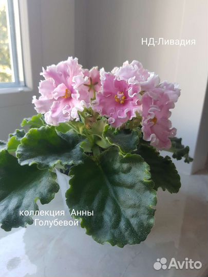 Сортовые фиалки