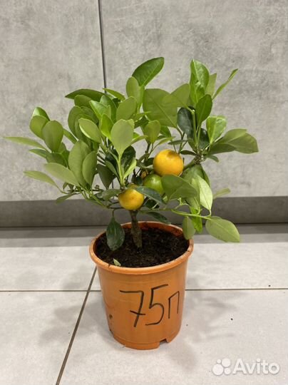 Мандариновое дерево