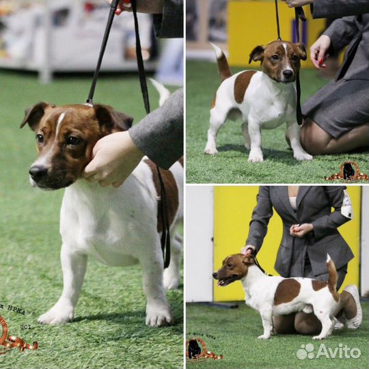 Вязка Джек рассел терьер