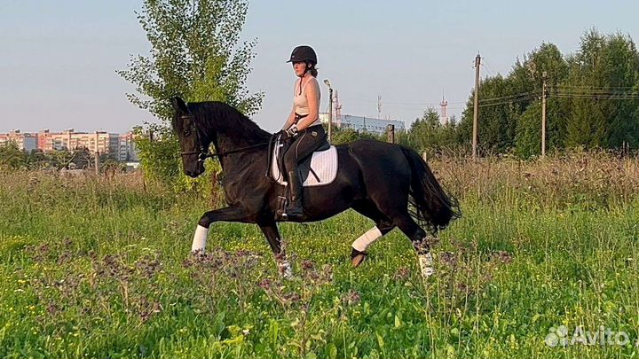 Андалузо-фризская кобыла 8 лет