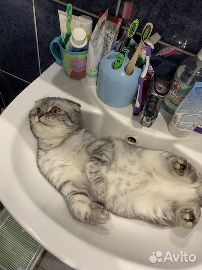 Кошка с когтеточкой