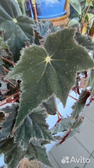 Бегония миниатюрная