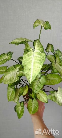 Сингониум пикси