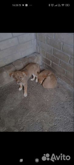 Спасите собак из Гомеля