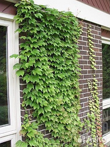 Виноград Вичи девичий триостенный плющевидный