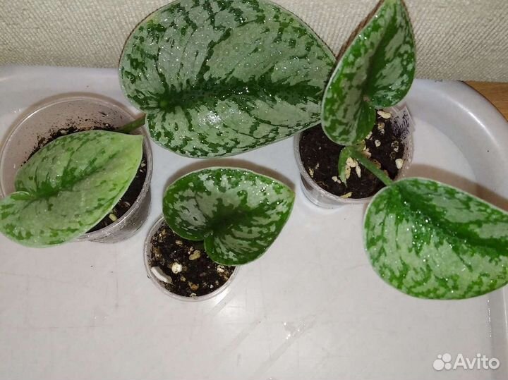 Сциндапсусы, эпики