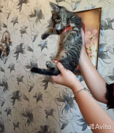 Котёнок в дар