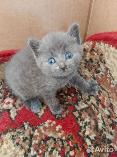 Отдам в добрые руки