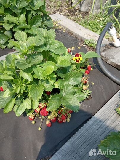 Клубника рассада