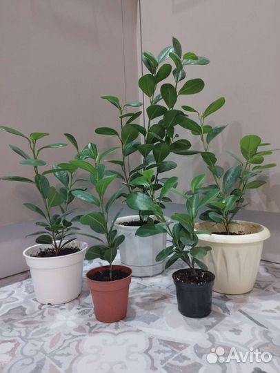 Фикус Мокламе