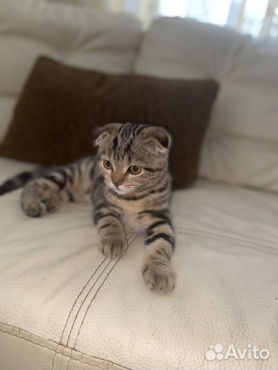 Шотландская вислоухая кошка