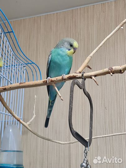 Волнистый попугай